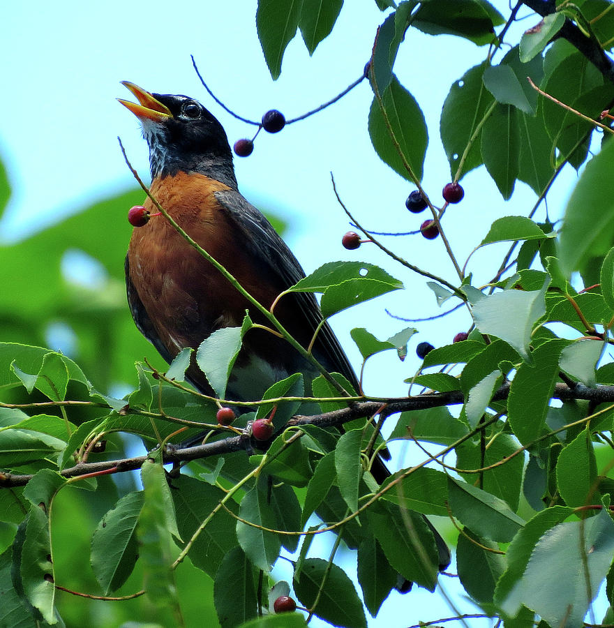 Robin Singing While Perched in Tree Photograph by Linda Stern