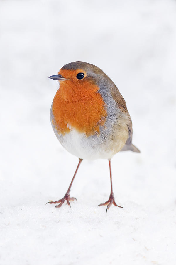 Robin Standing On Snow Photograph by Andrew howe