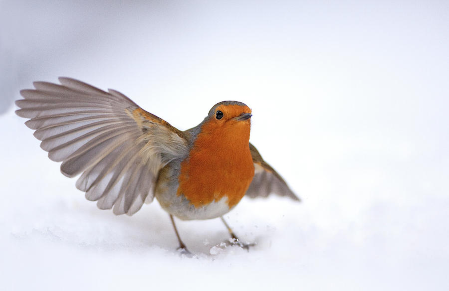 Robin Taking Off From Snow, Hampstead Heath, London, Uk Photograph by ...