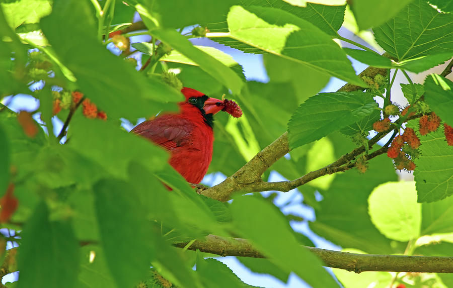 Cardinal Photograph - Cardinal With Mulberry by William Tasker