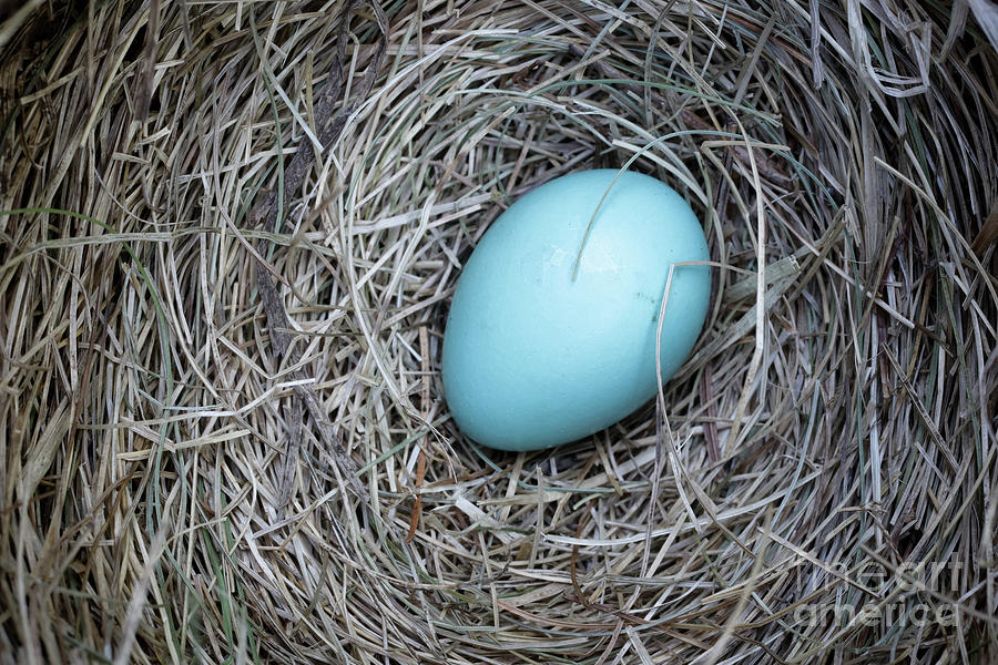Robins Egg Photograph by Edward Fielding