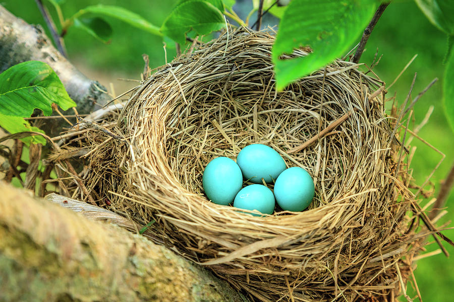 Robins eggs Photograph by Alexey Stiop Fine Art America