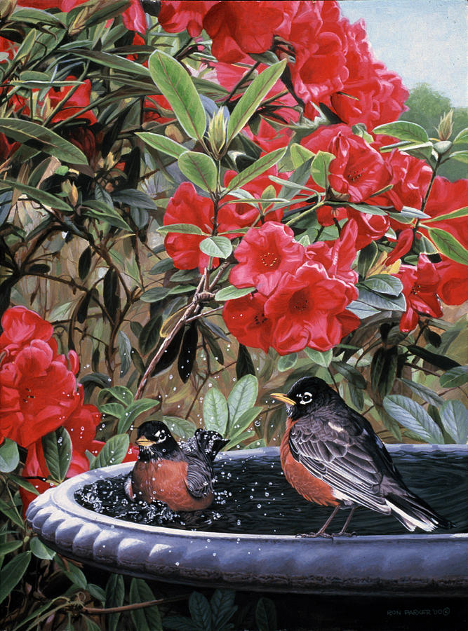 Robins In A Birdbath Painting by Ron Parker
