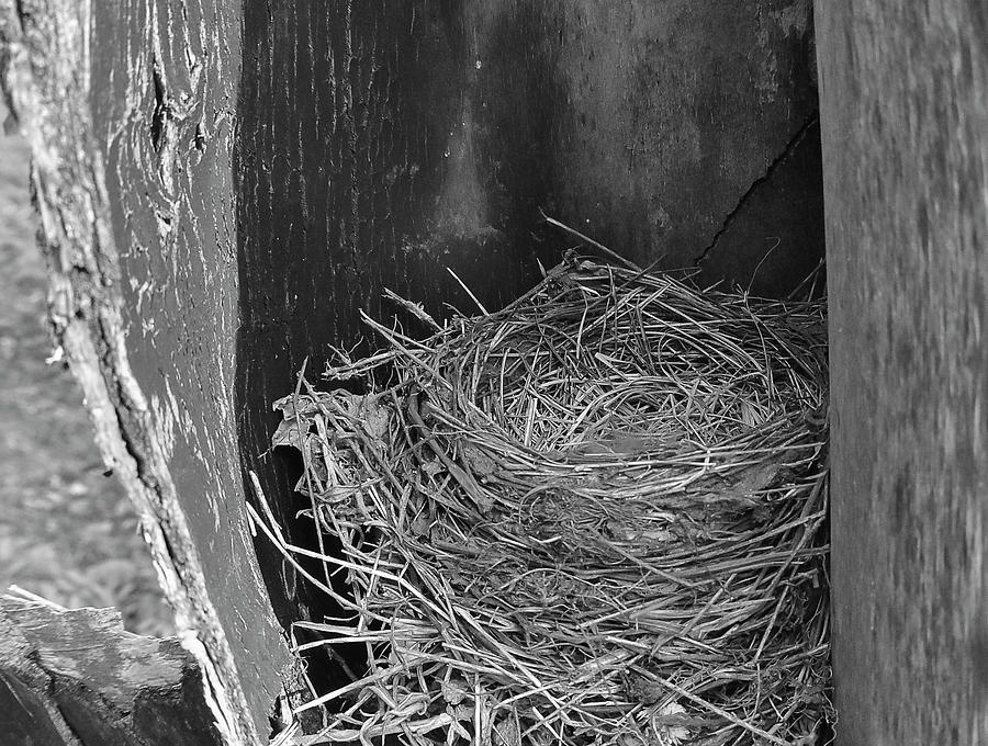 Black And White Photograph - Robins Nest by Brenda Petrella Photography Llc