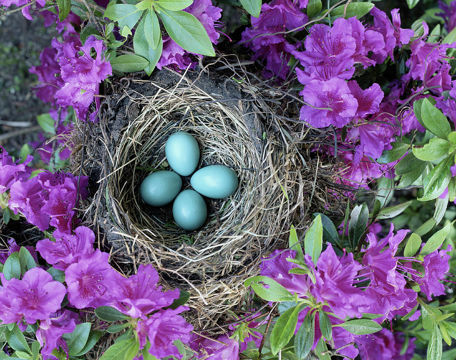 Robins Nest In Azalea Bush, Spring Photograph by Art Wolfe