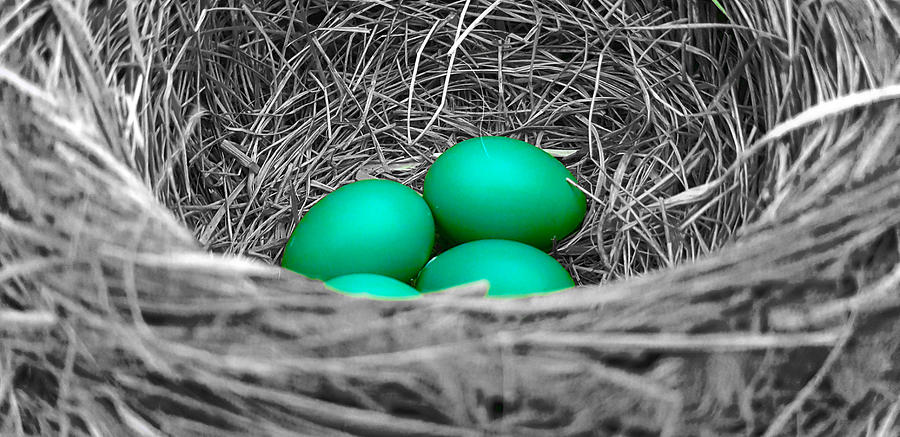 Robins Nest Selective Photograph by Valentino Visentini