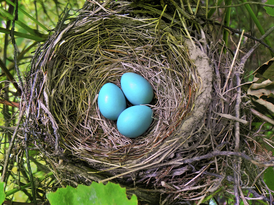 Egg Photograph - Robins Nest With Eggs by Christina Rollo
