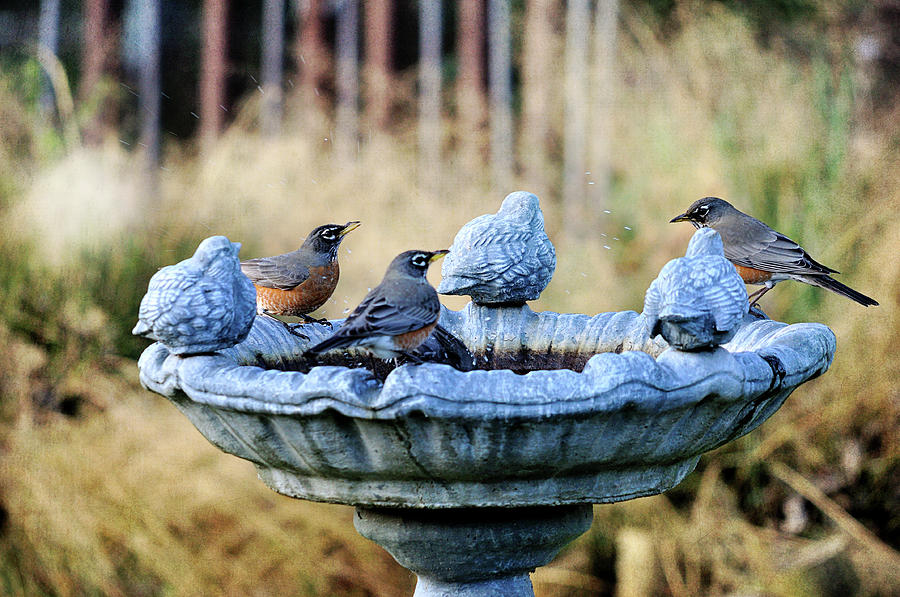 Robins On Birdbath Photograph by Barbara Rich