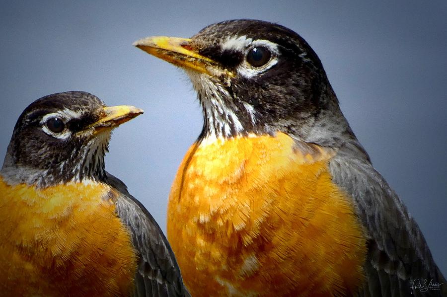 Robins Photograph by Phil S Addis