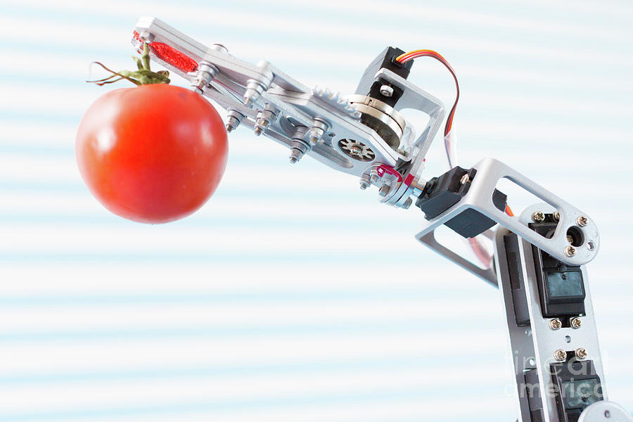 Tomato Photograph - Robotic Arm Holding Tomato by Wladimir Bulgar/science Photo Library