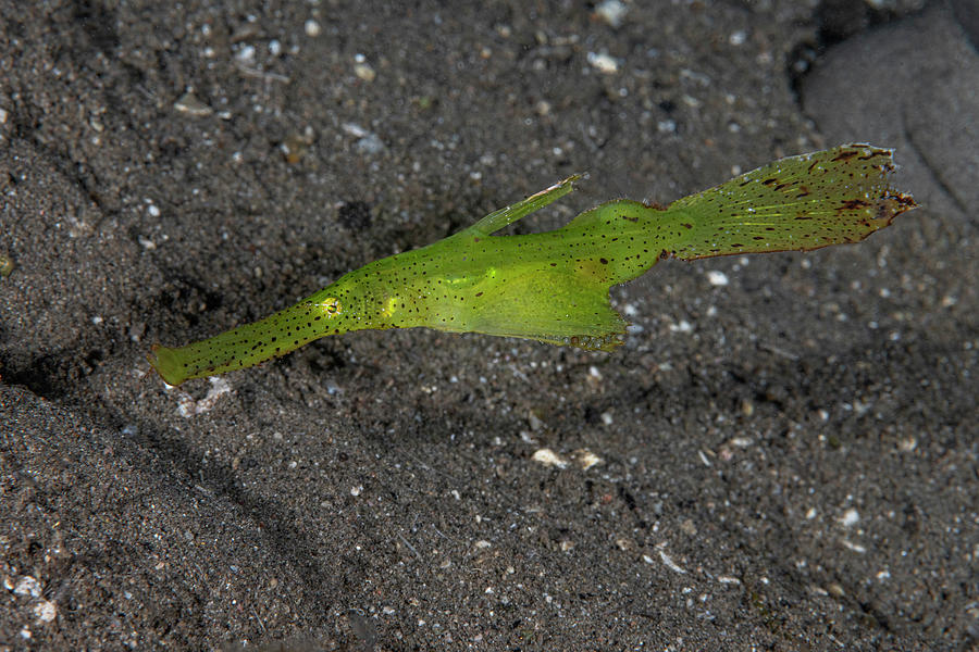 Robust Ghost Pipefish With Eggs Photograph by Andrew Martinez