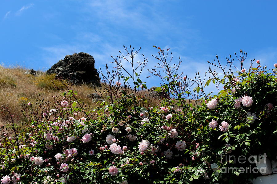 Rock and Roses Photograph by Katherine Erickson Fine Art America