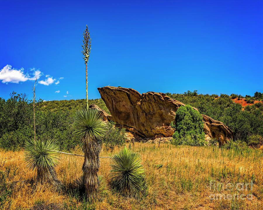 Rock and Yucca Plants by Jon Burch Photography Rock and Yucca Plants by Jon Burch Photography