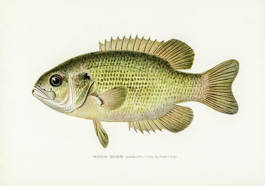 Rock Bass Drawing by David Letts