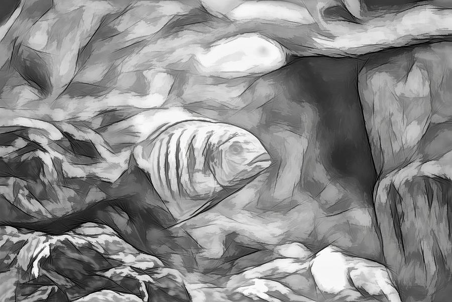 Rock Cichlid Blue Zebra Artsy Sketch Digital Art by Don Northup