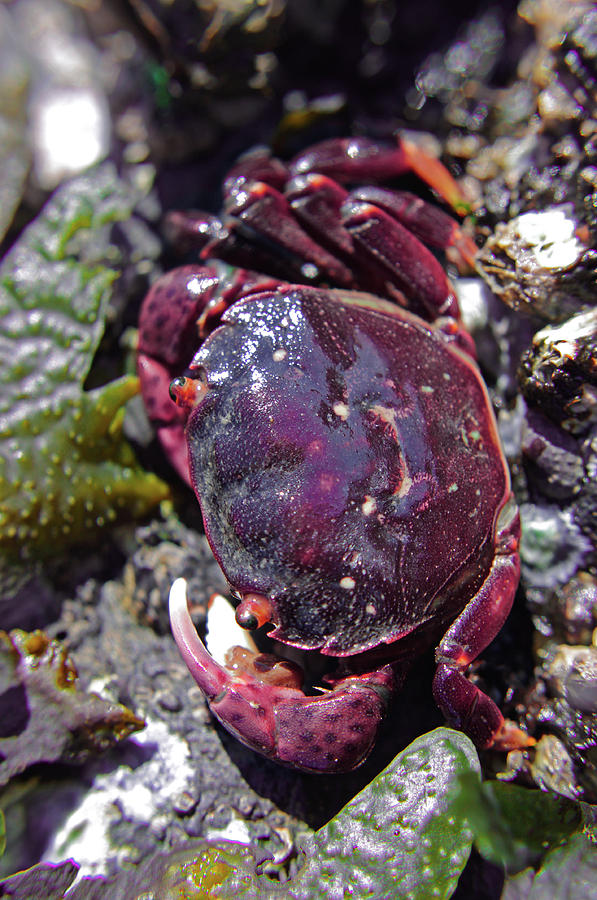 Rock Crab Photograph by Adria Trail