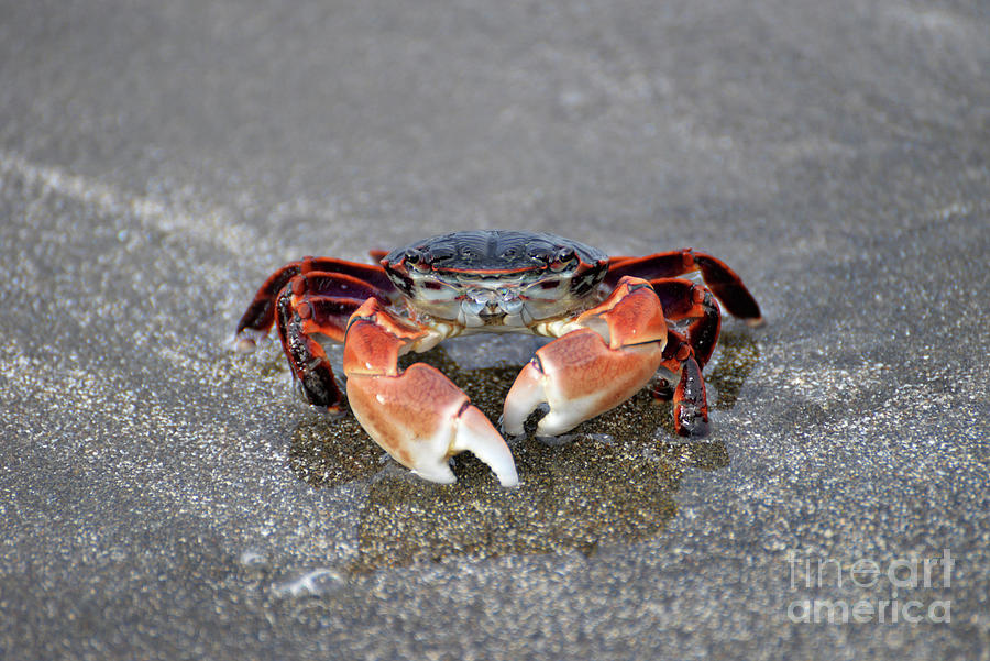Rock Crab Stand Off Photograph by Denise Bruchman