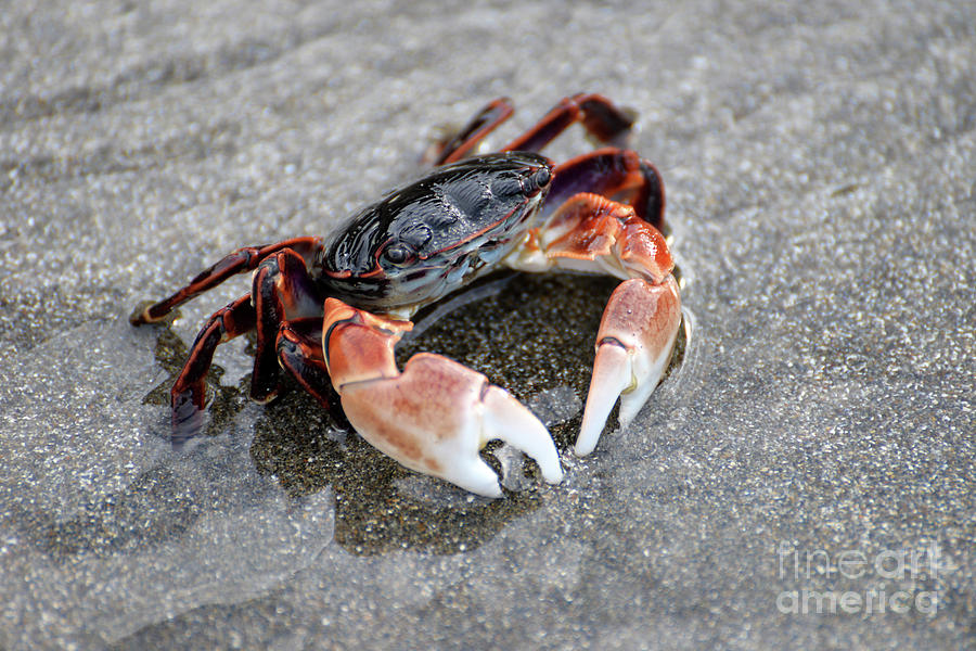 Rock Crab Standoff Photograph by Denise Bruchman