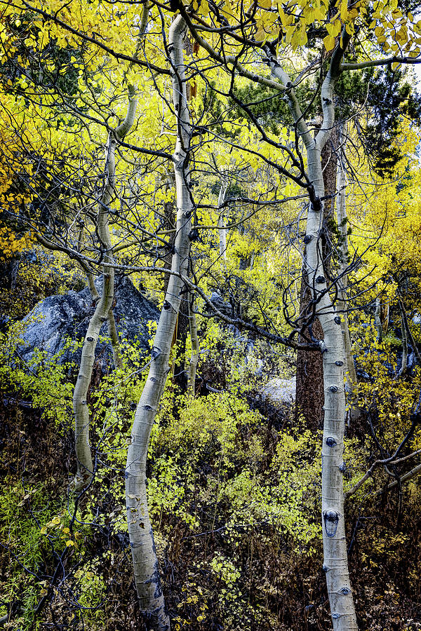 Rock Creek Aspens Photograph by Kelley King