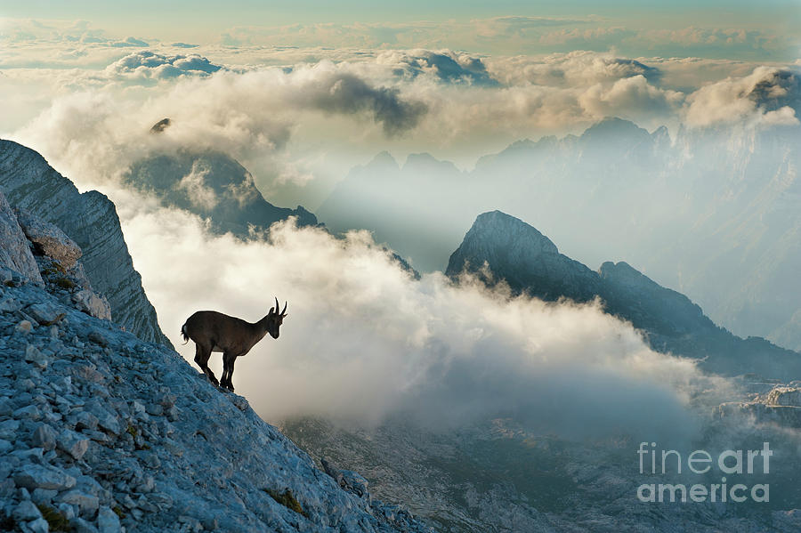 Rock Goat On The Mountain Peak Photograph by Technotr