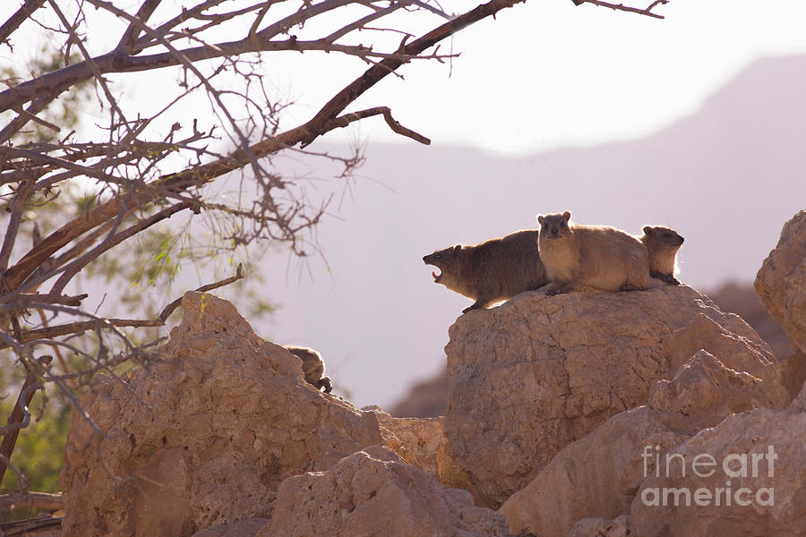 Rock Hyrax, Procavia capensis h2 Photograph by Alon Meir