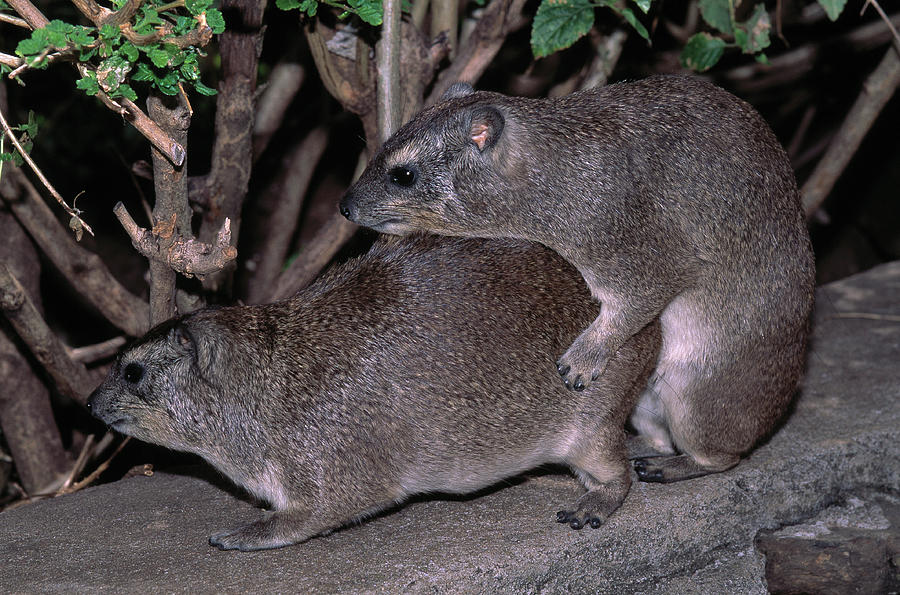 Rock Hyraxes Or Dassies Mating Photograph by Nhpa