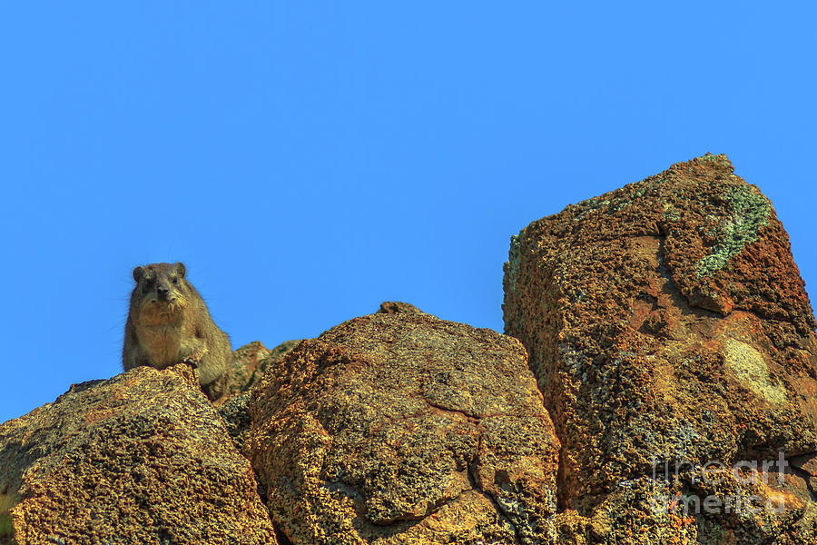 Rock hyraxs South Africa Photograph by Benny Marty