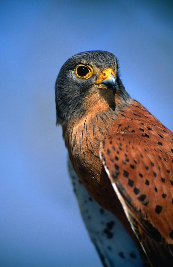 Rock Kestrel Falco Tinnunculus Photograph by Lonely Planet