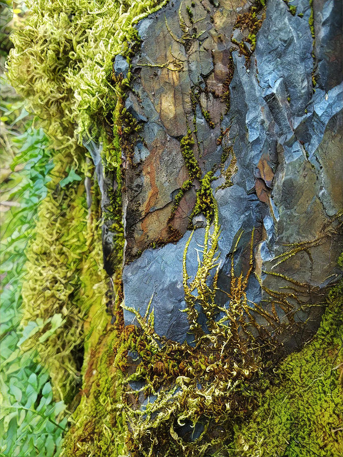 Rock, Moss, and Ferns Digital Art by Lisa Redfern