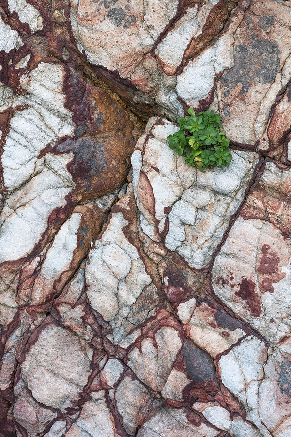 Rock Pattern At Harris Beach State Park Photograph by Jeff Foott