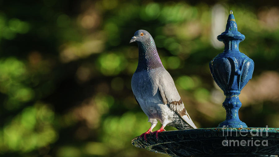 Rock Pigeon at Genoves Park Fountain Cadiz Photograph by Pablo Avanzini