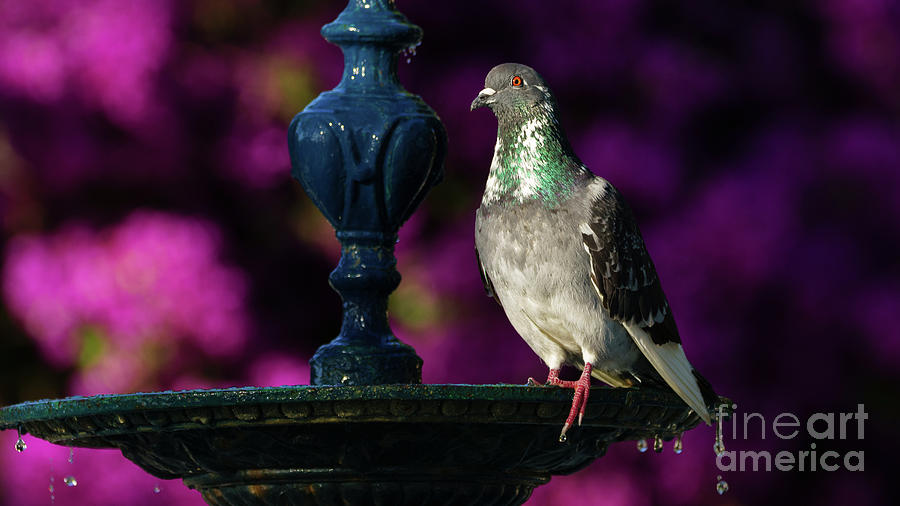Rock Pigeon on Cast Iron Fountain Photograph by Pablo Avanzini