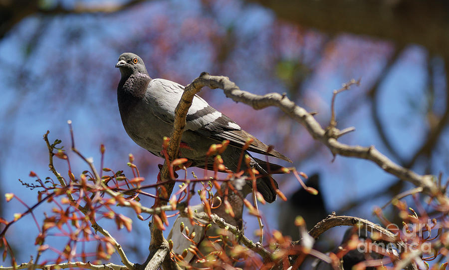Rock Pigeon Perched on a Tree Branch Photograph by Pablo Avanzini