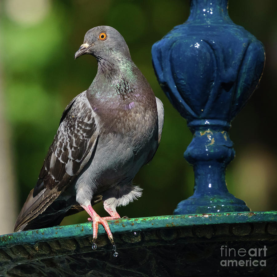 Rock Pigeon Perched on Iron Fountain Genoves Photograph by Pablo Avanzini