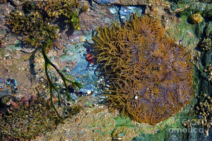 Nature Photograph - Rock Pool by Dr Keith Wheeler/science Photo Library