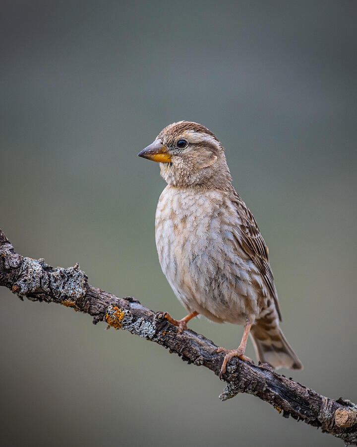 Wildlife Photograph - Rock Sparrow by Wesam Sharaf