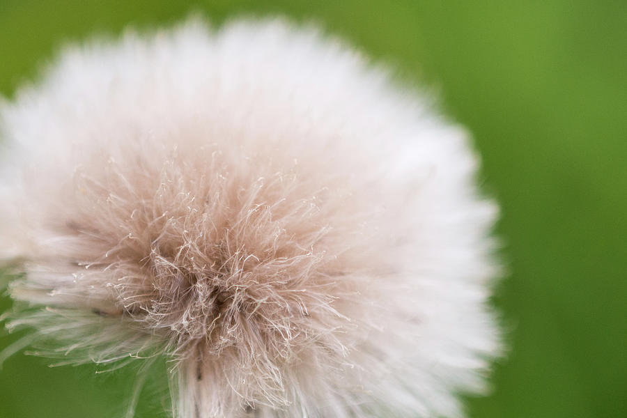 Flora Photograph - Rockefeller State Park Preserve, New by Karen Ann Sullivan Flora Photograph - Rockefeller State Park Preserve, New by Karen Ann Sullivan