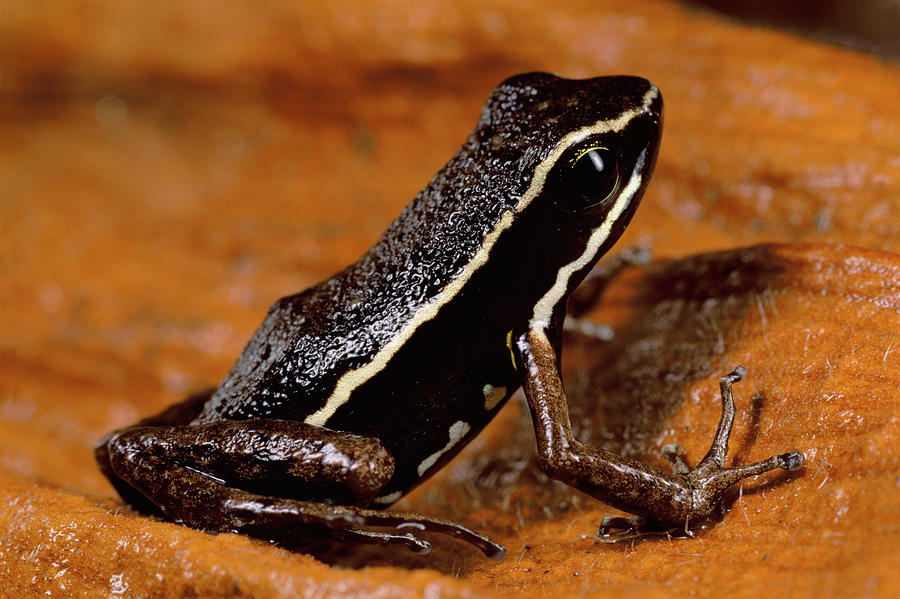 Rocket Frog Colostethus Sp, Portrait by Mark Moffett/ Minden Pictures