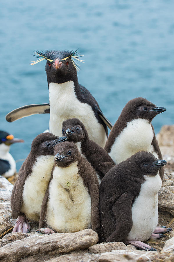 Rockhopper Penguin And Chicks Photograph by Tui De Roy