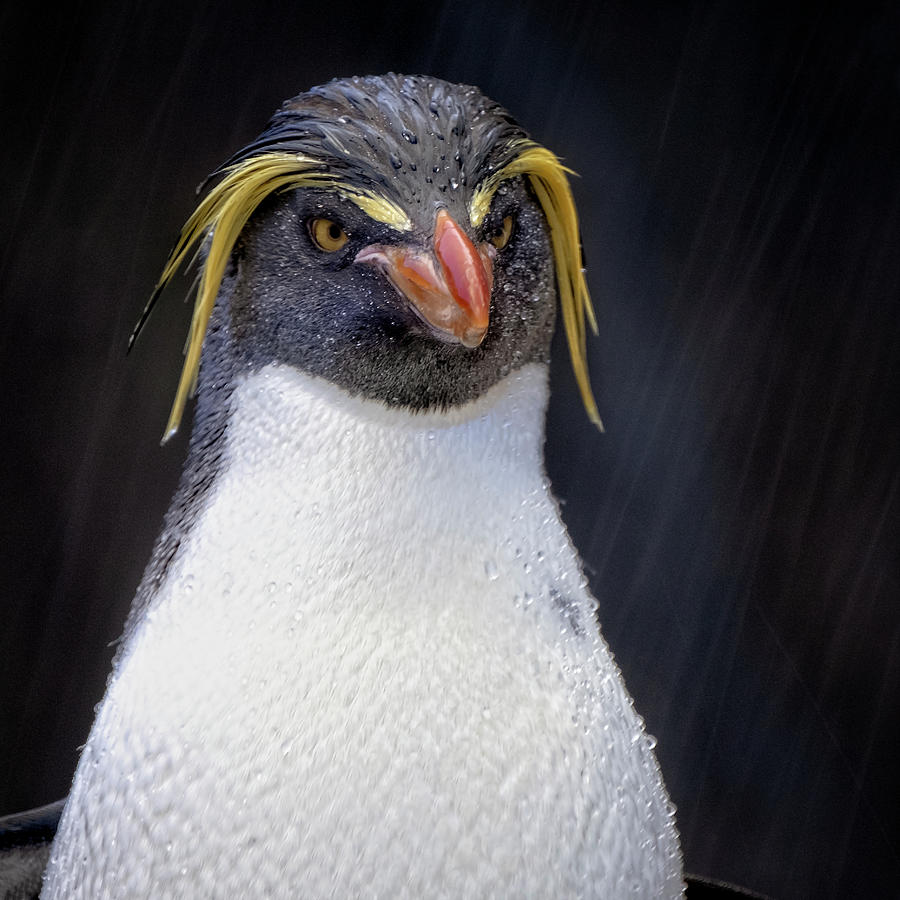 Rockhopper Penguin Photograph by Catherine Reading