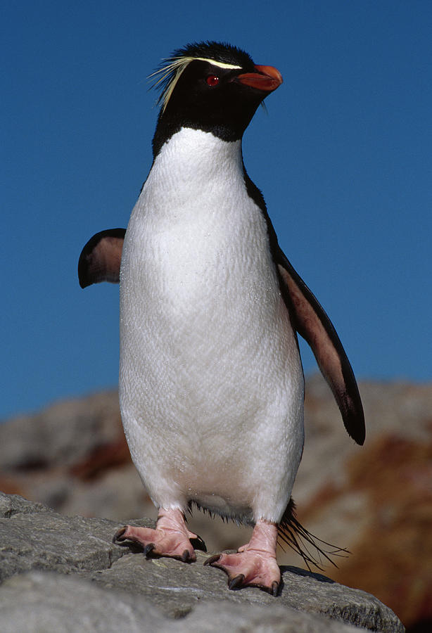 Rockhopper Penguin  Eudyptes Chrysocome Photograph by Nhpa