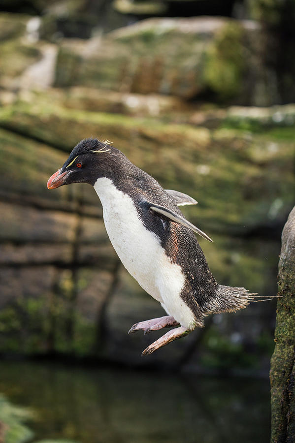 Rockhopper Penguin Jumping Photograph by Tui De Roy