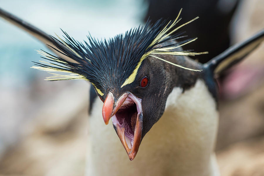 Rockhopper Penguin Territorial Display Photograph by Tui De Roy