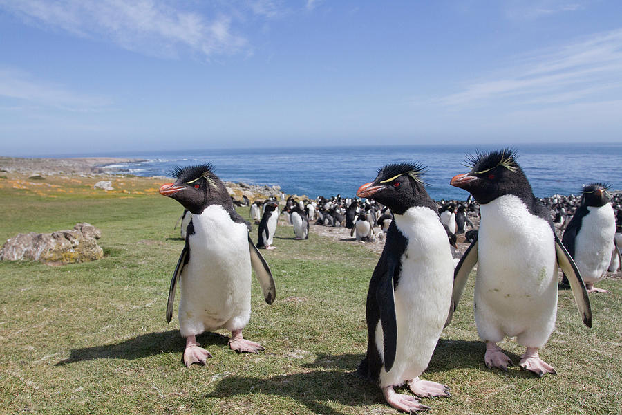 Landscape Photograph - Rockhopper Penguins Colony by Image By David G Hemmings