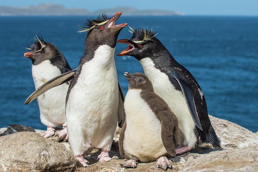 Rockhopper Penguins Greeting Photograph by Tui De Roy