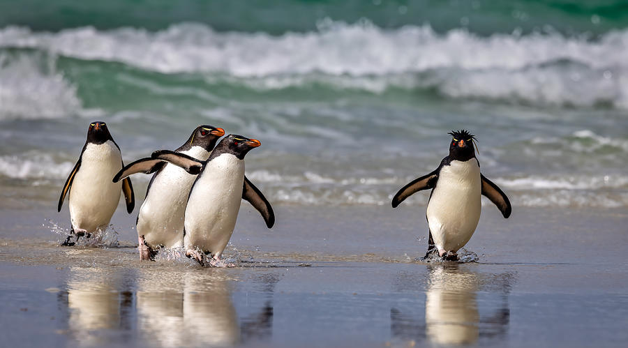 Rockhopper Pinguins Just Back From The Sea Photograph by Ning Lin ...