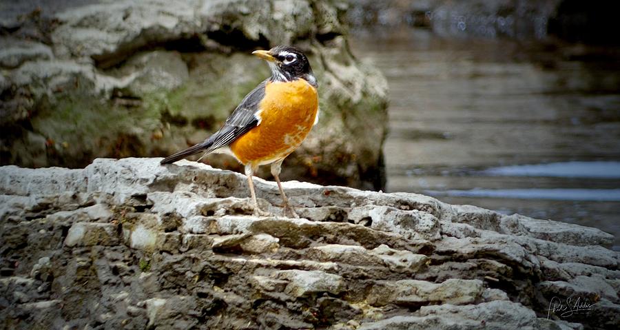 Rockin Robin 2 Photograph by Phil S Addis