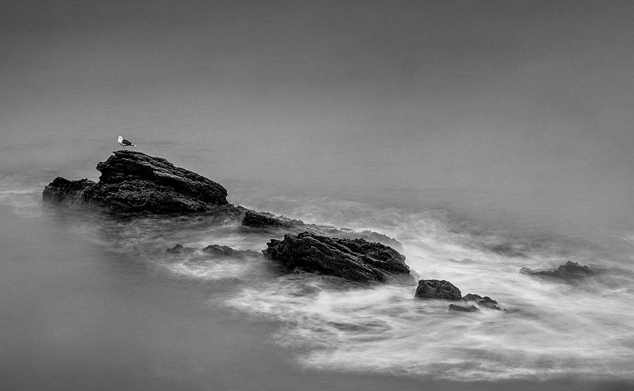 Rocks And Bird Photograph by Av Peteghium