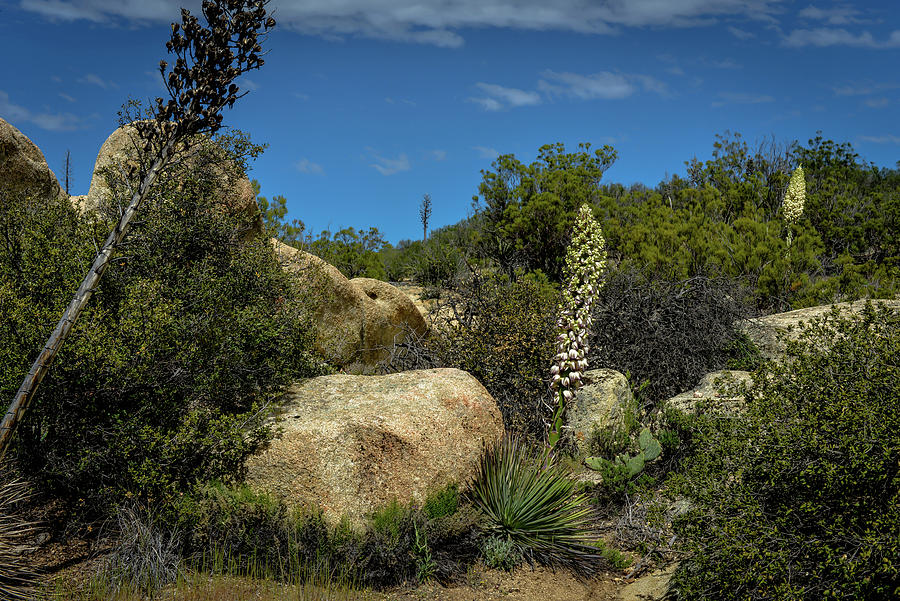 Rocks and Cactus Photograph by Debra Kewley