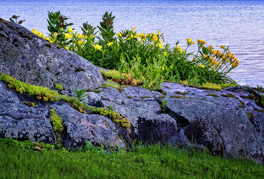 Rocks And Flowers by Tom Singleton Rocks And Flowers by Tom Singleton